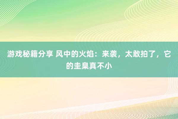 游戏秘籍分享 风中的火焰：来袭，太敢拍了，它的圭臬真不小